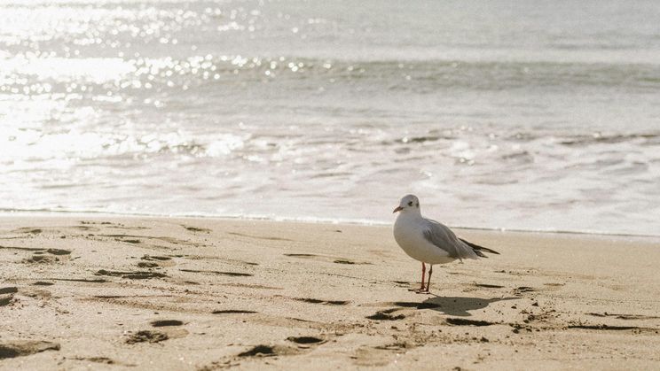 DECOUVERTE DE L'UNIVERS DES OISEAUX & PLAGE - (11/17 ans)